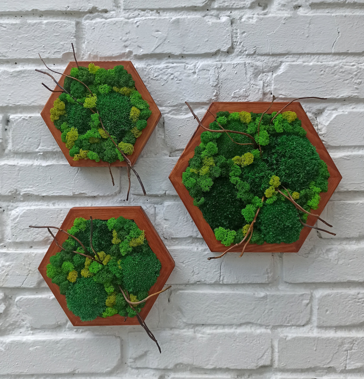 Декор з моху - Соти з мохом на стіну, набір з 3 шт, фото 1