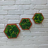 Декор з моху - Соти з мохом на стіну, набір з 3 шт, фото 6