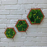 Декор з моху - Соти з мохом на стіну, набір з 3 шт, фото 3