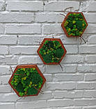 Декор з моху - Соти з мохом на стіну, набір з 3 шт, фото 7