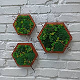 Декор з моху - Соти з мохом на стіну, набір з 3 шт, фото 2