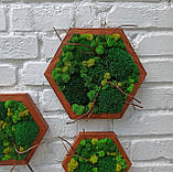 Декор з моху - Соти з мохом на стіну, набір з 3 шт, фото 4