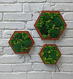 Декор з моху - Соти з мохом на стіну, набір з 3 шт, фото 5
