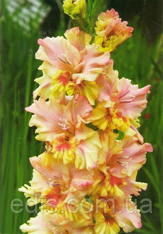 Гладіолус гофрований Painted Frizzle 3 шт./уп., фото 1