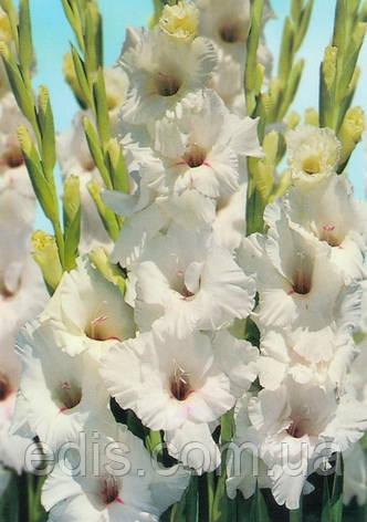 Гладіолус White Prosperity 8/10 3 цибулини, фото 1