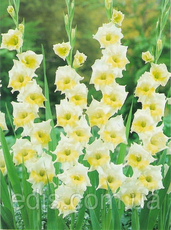 Гладіолус nanus Ice Cream (мініатюрний) 10/12 3 шт./пач., фото 1