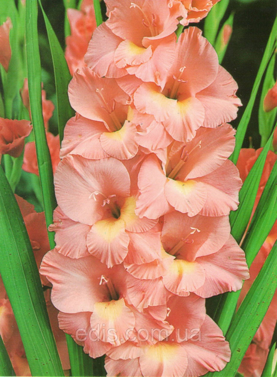 Гладіолус Praha 3 шт./уп., великоквітковий
