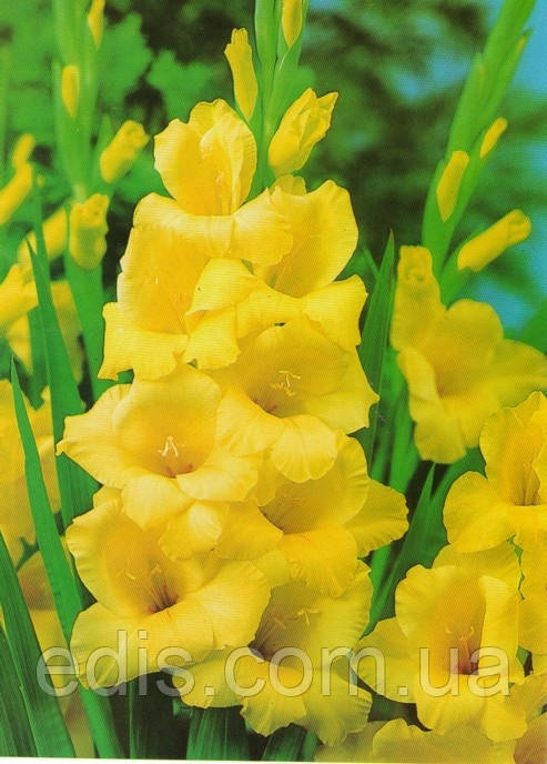 Гладіолус Morning Gold 3 шт./уп., великоквітковий