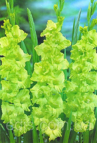 Гладіолус Evergreen 8/10 3 цибулини, фото 1