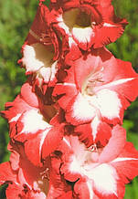 Гладіолус Helvetia 3 шт./уп., великоквітковий