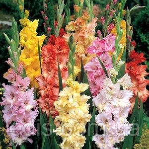 Гладіолус гофрований суміш 10 шт/уп.