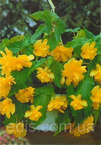 Бегонія бульбова Ампельна Жовта, 1 бульба, фото 1