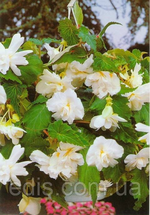 Бегонія бульбова Ампельна Біла, 1 бульба