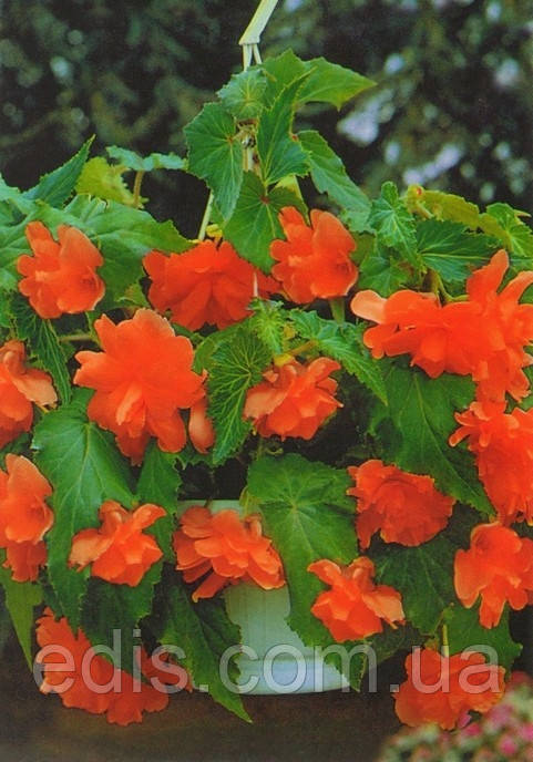 Бегонія бульбова Ампельна Помаранчева, 1 бульба