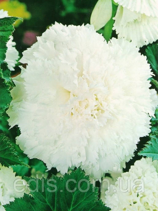 Бегонія бульбова Фимбриата Біла, 1 бульба