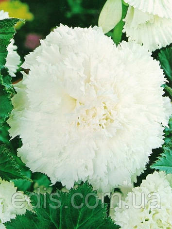 Бегонія бульбова Фимбриата Біла, 1 бульба, фото 1