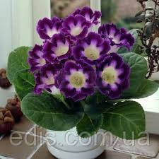 Глоксинія Hollywood (Голівуд) 1 бульба