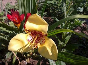 Тигридія Кремова 5 цибулин