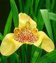 Тигридія Жовта 5 цибулин