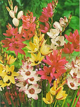 Іксія суміш 5 цибулин/уп.