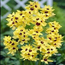 Іксія Yellow Emperor (Йєллоу Емпера), 5 цибулин