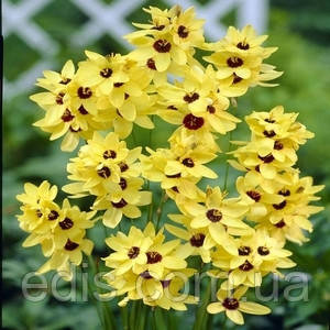 Іксія Yellow Emperor (Йєллоу Емпера), 5 цибулин, фото 1