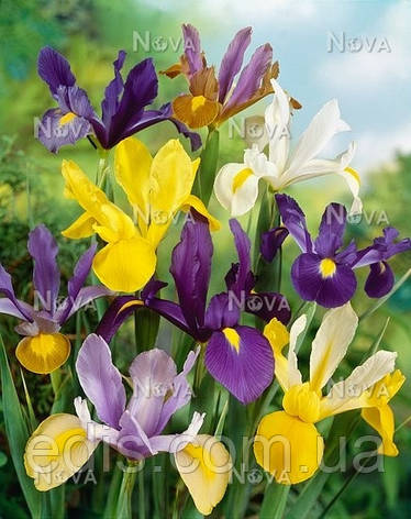 Ірис голандський (Ксіфіум) суміш, 5 цибулин, фото 3