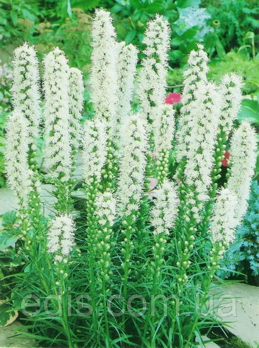 Лиатрис белый Spicata Alba 3 клубня - фото 1 - id-p262663712