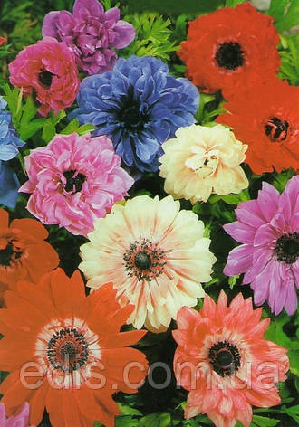 Анемона корончаста суміш 5 бульб/уп., фото 2