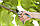 Секатор садовий Gardena Comfort B/L (08906-20.000.00), фото 3