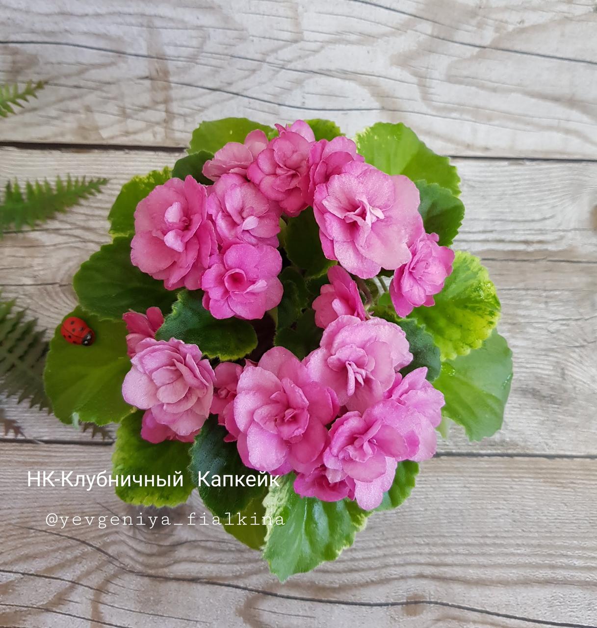 Фиалка НК-Полуничний Капкейк вкорінений лист