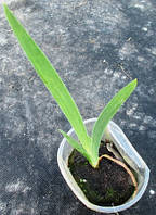 Ірис Ранньоквітучий синій. Розсада в контейнерах Д5.