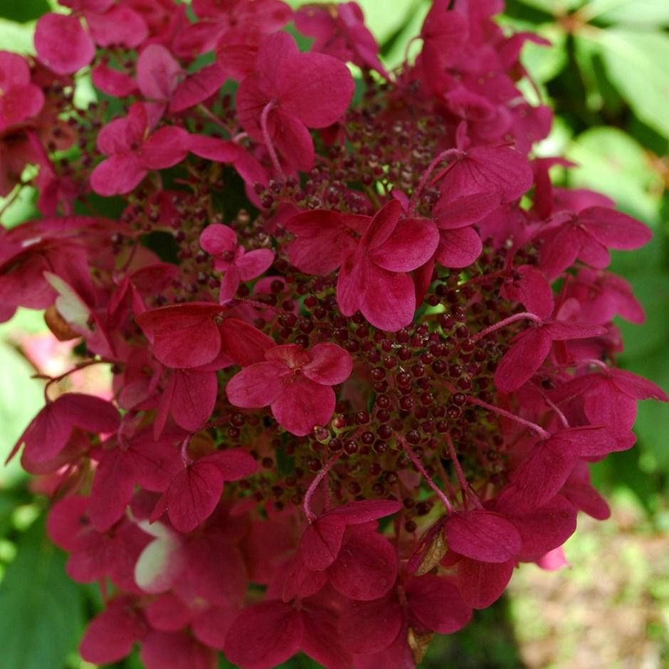 

Гортензія волотиста Вімс Ред / Hydrangea paniculata Wim's Red С3/Н40-60
