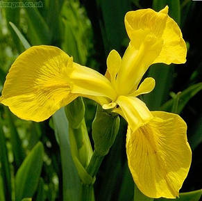 Ірис голандський (Ксифіум) Royal Yellow (Ройял Єллоу) 3 цибулини, фото 3