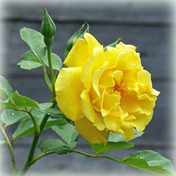 Троянда плетиста Голден Шауерс (Golden Showers)