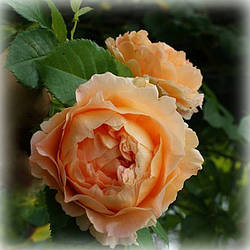 Троянда плетиста Полька 91 (Polka 91)