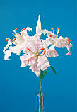 Цветы из гофрированной бумаги, фото 6