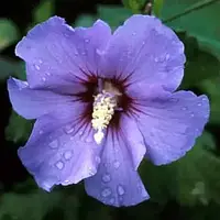 Гибискус сирийский Марина (Hibiscus syriacus Marina)