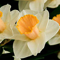 Нарцисс крупнокорончатый Саломе (Salome)
