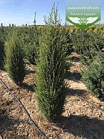 Juniperus communis 'Sentinel', Ялівець звичайний 'Сентінел',P9 - горщик 9х9х9