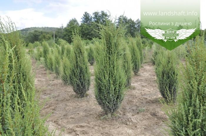 Juniperus communis 'Sentinel', Ялівець звичайний 'Сентінел',P9 - горщик 9х9х9 - фото 5 - id-p1623014885