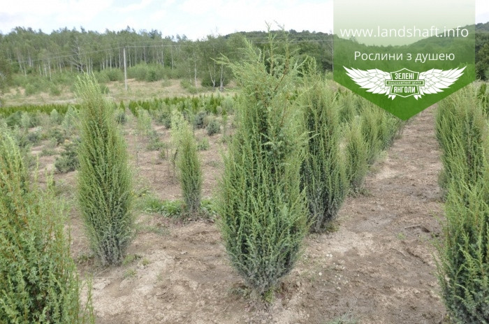 Juniperus communis 'Sentinel', Ялівець звичайний 'Сентінел',P9 - горщик 9х9х9 - фото 6 - id-p1623014885