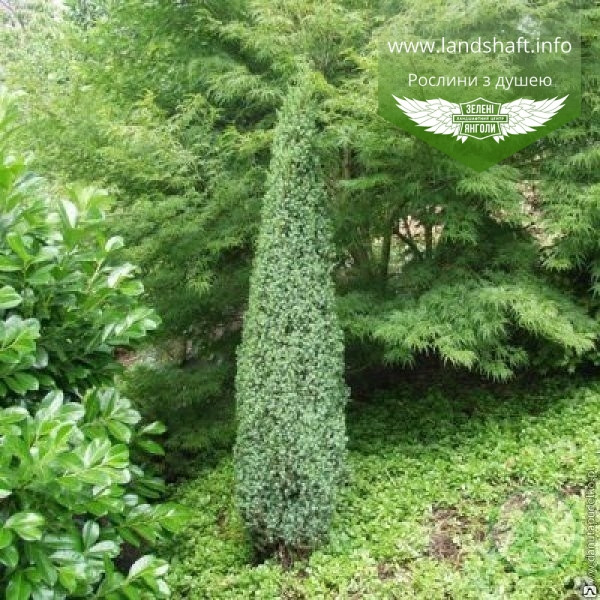 Juniperus communis 'Sentinel', Ялівець звичайний 'Сентінел',P9 - горщик 9х9х9 - фото 7 - id-p1623014885