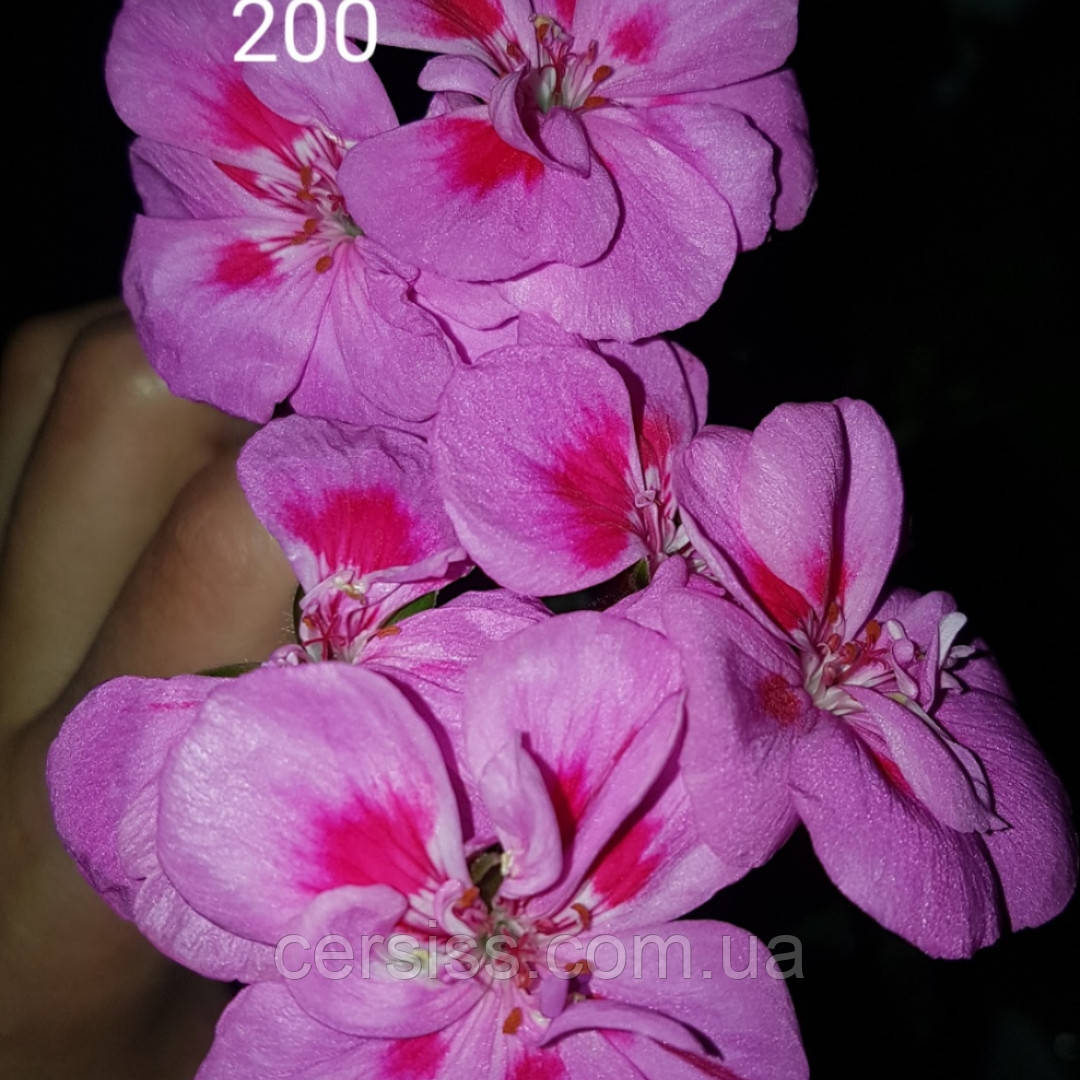 Зональна пеларгонія рожева вкорінений живець Pelargonium zonale, фото 1