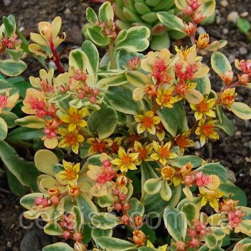 Очиток камчатський варієгатний, Sedum kamtschaticum Variegata, фото 1