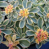 Очиток камчатський варієгатний Sedum kamtschaticum Variegata, фото 2