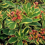 Очиток камчатський варієгатний Sedum kamtschaticum Variegata, фото 3