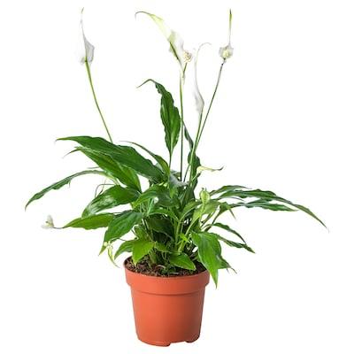 Комнатное растение Спатифиллум в горшке 12 см IKEA SPATHIPHYLLUM 601.449.01 - фото 2 - id-p1623300197