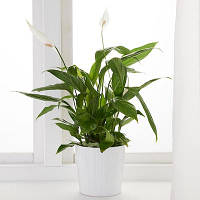 Комнатное растение Спатифиллум в горшке 12 см IKEA SPATHIPHYLLUM 601.449.01