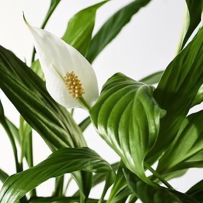 Комнатное растение Спатифиллум в горшке 12 см IKEA SPATHIPHYLLUM 601.449.01 - фото 4 - id-p1623300197